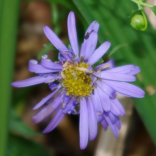 Aster alpinus Goliath